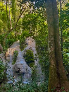 a waterfall in the middle of a forest with lots of trees and bushes around it