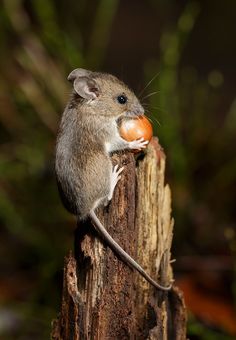 a small mouse sitting on top of a piece of wood holding an orange in it's mouth