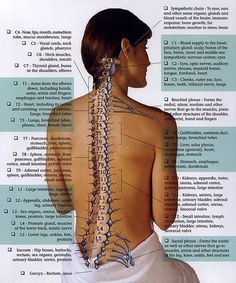 Reference: Which nerves affect specific body areas. Spinal Nerve, Chiropractic Care, Chiropractic, Alternative Medicine, Acupuncture