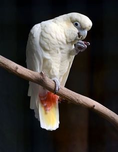 a white parrot sitting on top of a tree branch with its mouth open and tongue out