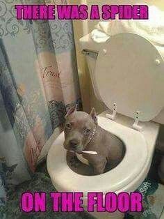 the dog is sitting in the toilet bowl