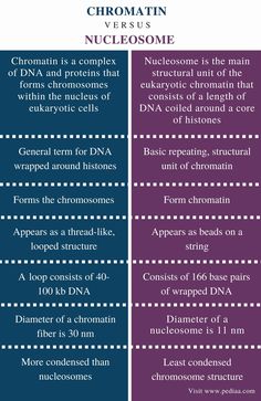 two different types of nucleosome and the same type of nucleose