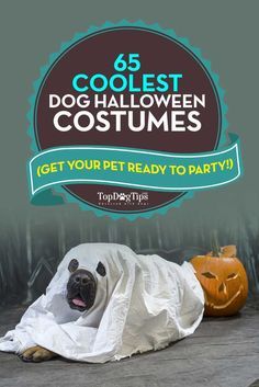 a dog laying on the ground under a white sheet with text that reads 6 coolest dog halloween costumes get your pet ready to party