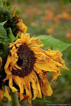 the sunflowers are blooming in the field