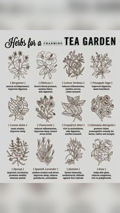 an image of herbs for a tea garden poster with instructions on how to use them