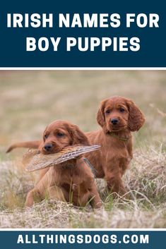 two brown dogs standing next to each other with the words hunting names for a boy puppy