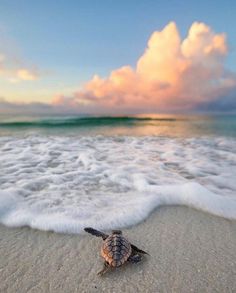 a baby turtle crawling on the beach at sunset