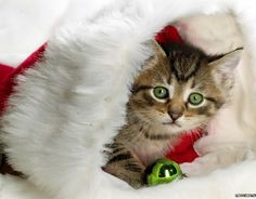 a cat is sitting in a santa hat