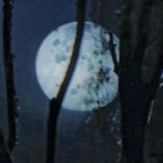 a full moon is seen through the branches of trees