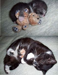 two pictures of a cat sleeping with a teddy bear