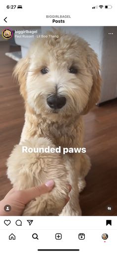 a small dog sitting on top of a wooden floor next to a person's hand