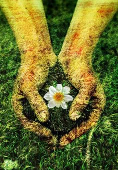 two hands holding a flower in the grass