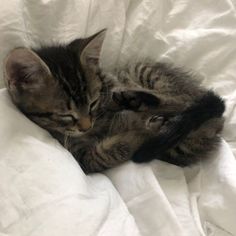 a kitten laying on top of a white blanket