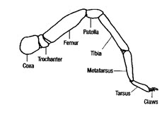 the anatomy of an animal's body and its major structures, labeled in red