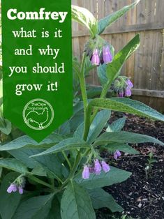 a green sign that says, comfy what is it and why you should grow it