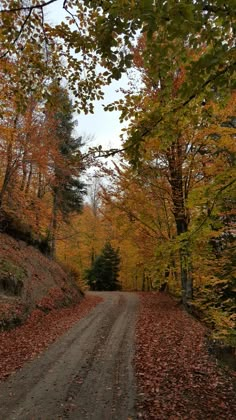 a dirt road surrounded by trees and leaves