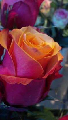 an orange and pink rose with green leaves