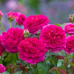 pink flowers are blooming in the garden