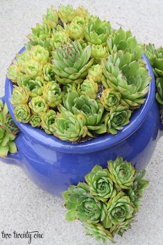 small green plants in a blue pot on the ground next to another plant that is growing out of it