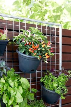 several potted plants are hanging on a wall