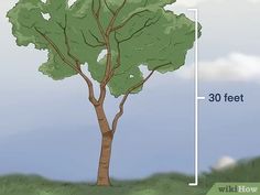 the height of a tree is shown in this graphic above it's image, which shows how tall trees are