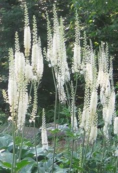 some white flowers are in the middle of green plants and bushes with trees in the background