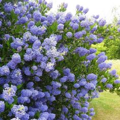 the blue flowers are blooming on the bush