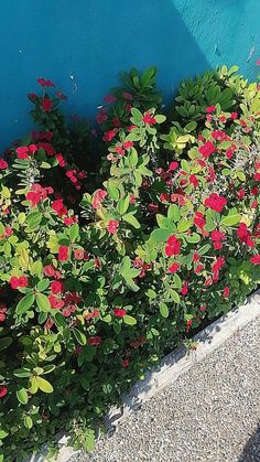 red and green plants next to a blue wall