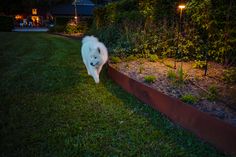 a white dog is running in the grass near some bushes and trees at night time