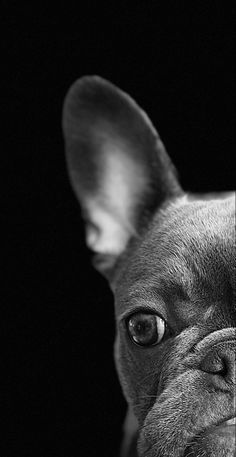 a black and white photo of a dog looking at the camera with an intense look on its face