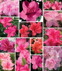 many pink and red flowers are shown in this collage