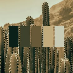 a desert scene with many cacti in sepia and white squares on them