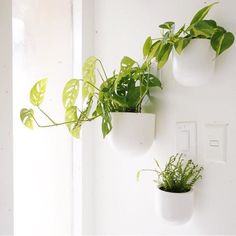 three white planters with green plants in them hanging on the side of a wall