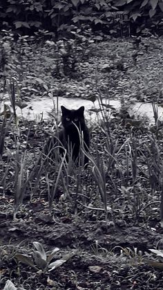 a black cat is sitting in the middle of some tall grass and plants with snow on them