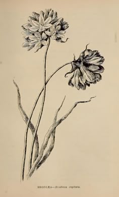 a drawing of two flowers on a white background