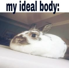 a rabbit sitting on top of a bed next to the words, my ideal body