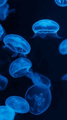 blue jellyfish swimming in an aquarium with dark water and light shining on the surface