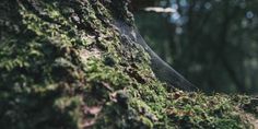 moss growing on the bark of a tree