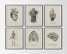 four framed medical prints with the skeleton, heart, lungs and bones in black ink