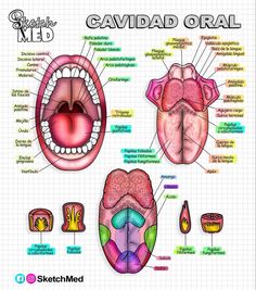 an image of the anatomy of a human mouth