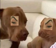 two dogs with eyebrows on their faces are looking at the same person's face