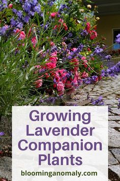 Lavender and roses Lavender Planting Ideas, Lavender Bushes Landscaping, What To Plant With Lavender In Pots, Lavender Landscaping Front Yards, Lavender Window Boxes, Lavender Plants Landscaping, Lavendar Planting Landscaping, Roses And Lavender Garden, Rose And Lavender Garden