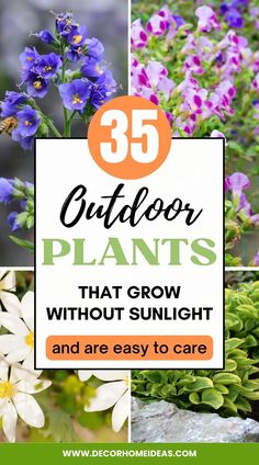 flowers with the words 35 outdoor plants that grow without sunlight and are easy to care