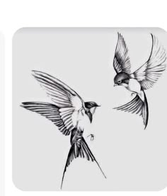 two birds flying next to each other on a white surface with one bird in the air