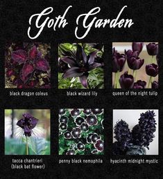 an image of different types of flowers and plants with the words goth garden on it