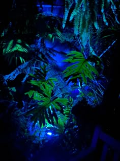 green plants lit up in the dark with blue light coming from behind them and on to the ground