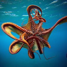 an octopus is swimming in the water