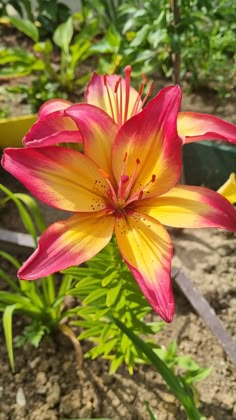 a pink and yellow flower in a garden