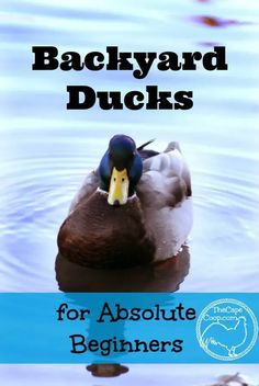 a duck floating on top of water with the words backyard ducks for absolute beginners