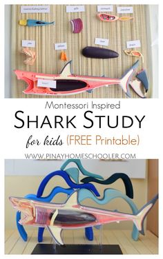 shark study for kids with free printable